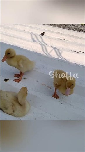 Suara Anak Bebek | Sofia Nature