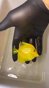 6.1K views · 30 reactions | #yellowtang #yellowtangfish #saltwaterfishing #saltwateraquarium #saltwater #saltwatertank #saltwaterpoollife #saltwaterfish #saltwaterpool | 퐒.퐌 퐅퐢퐬퐡 퐂퐫퐞퐚퐭퐢퐨퐧 | Facebook