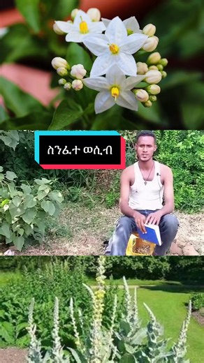ለስንፈተ ወሲብ ቀጠጥና ጠንበለል ቀጋ