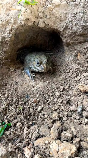 Funny Frog Movements That Will Make You Smile