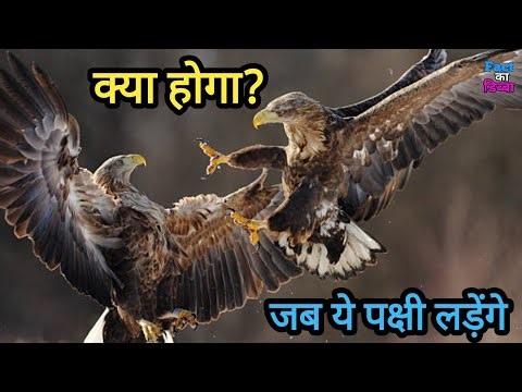 @Factkadibba Battle of the skies and the land! Harpy Eagle vs Golden Eagle vs Cassowary vs Peregr...