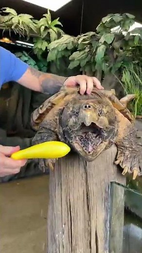 This alligator snapping turtle could bite your finger all at once🐢