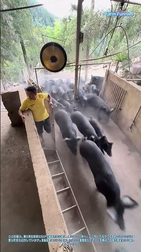 養豚の技：家畜移動の管理