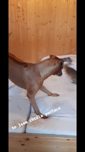 Adorable Dog and Rabbit Playtime in Cozy Room