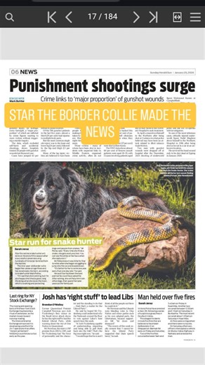 The Snake Hunter on Instagram: "STAR IN THE NEWS Page 6 of the @heraldsun has done a wonderful article on Star the border collie going into retirement. Star is now 9 years old and can: 1. find snakes 2. keep people away from snakes 3. keep animals away from snakes. It will be hard working without her at the end of this snake season, but its in Star's best interests to retire. Join me in thanking Star for her wonderful work with the community. #bordercollie #dog #snakes #melbourne #venom"