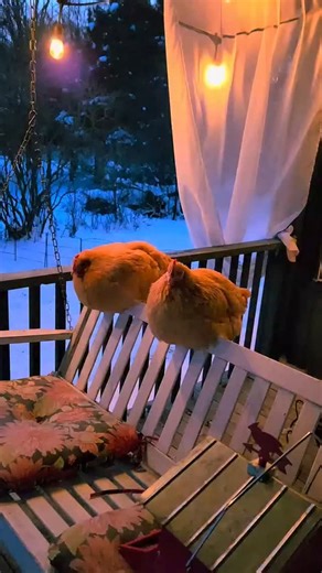 ABC wild life on Instagram: "Two of the girls decided to sleep on the porch swing instead of in the coop tonight."