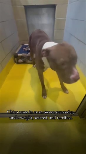 Update: Chico is PENDING FOSTER. That means he is tagged by a shelter foster. He's not yet out of the shelter an they can still cancel anytime. When/if they do pick him up they can also return him at anytime. FOSTERS ARE ONLY TEMPORARY MOST OF THE TIME CHICO STILL NEED HIS FOREVER HOME. Chico is probably dead, I do not know as DAS did not give a final outcome. He needed a tag to save his life 20 mins ago. I do not know if that tag that he newded happened yet or not.. Chico is going to die becaus