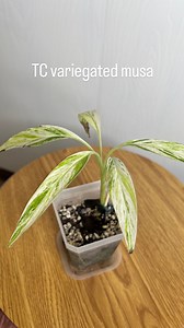My friend Ana from @jingers_greenhouse sent me this variegated musa last March. I had never thought about trying to grow a plant from tissue culture. I was so excited to try! Luckily Kellyn from @easygrowing_ had made a couple of reels showing exactly what to do. I washed mine off the same way I had seen her do it. I mixed together the potting soil, and perlite,both from unopened bags. I potted it in my sterilized hot fudge sundae cup from Dairy Queen. After closing the lid, I sat it under a gro