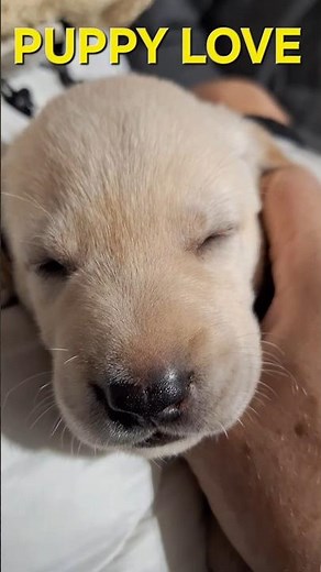 PUPPY LOVE 🐶❤️ | Lana Meets Labrador Puppies