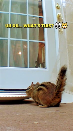She scared him away 😂 | Cat vs Chipmunk