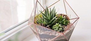 Building a Small Terrarium for Plants | DoItYourself.com