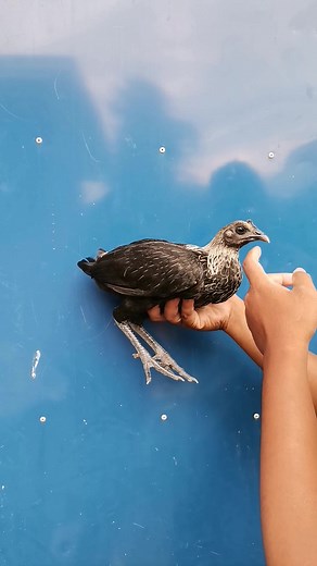Black Mamba Baby Pullet 😈 No animals were harmed. Alagang Micohex Advance #MicohexAdvance | Kilabban Gamefowl