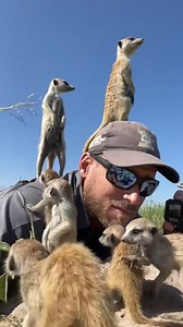 59K views · 3.7K reactions | Meerkats | Gifs, Vids & Music Etc | Facebook