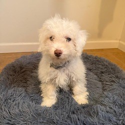 Pacific, MO - Bichon Frise/Poodle (Miniature). Meet Pierre a Pet for Adoption - AdoptaPet.com