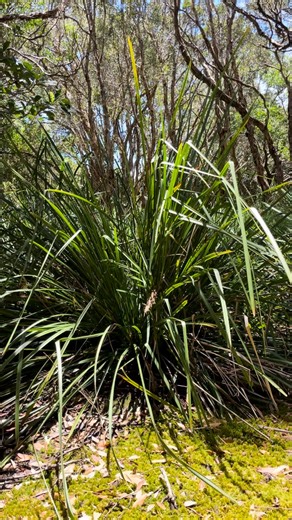 Holly | Australian Bush Survival School on Instagram: "Lomandra Longifolia: Spiny-headed Matt Rush 🌿 This hardy Australian native is more than just a beautiful plant—it’s a true bushcraft ally! Here’s why: 🌱 Edible: The white base of the leaves is tender and nutritious, with a slightly nutty flavor. It’s perfect for survival food or a natural snack. ✨ Cordage: The long, fibrous leaves are excellent for making string or weaving baskets—strong, durable, and versatile. Found across 