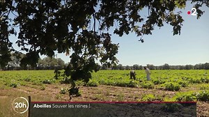 7.5K views · 176 reactions |  "C'est l'avenir de toute l'exploitation, et c'est l'avenir de toute l'apiculture française" Les ruches enregistrent 30 % de mortalité. Alors, les apiculteurs se mobilisent pour trouver des solutions et ne comptent pas leur temps pour sauver les reines. ▶️ #JT20H | Le 20h – France Télévisions | Facebook