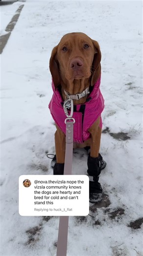 Tiny Nova Whiny the Vizsla Pup on Instagram: "Yeah I think she needs the jacket 🥶 In Canada, temperatures can easily drop below -10 degrees Celsius + plus windchill! In Hungary they only drop to -2 degrees Celsius. It’s much warmer compared to us. Vizslas have no undercoat so their thin, short coat offers little natural insulation. #vizslas #vizslapuppy #dogsofinstagram #puppylover #vizsladaily"