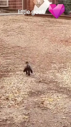 Discover the Adorable Little Goat