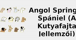Angol springer spániel (A kutyafajta jellemzői) 🐶