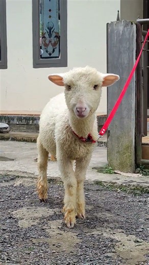 mbek mbek #homesheephome #goat #cute #animals #funny #sheep