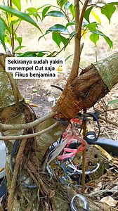 777 reactions · 152 comments | Sekiranya sudah yakin menempel Cut saja  #fikusBenjamina #bonsaitree #fyp | Karimun Java | Facebook