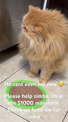 Help Simba eat again
