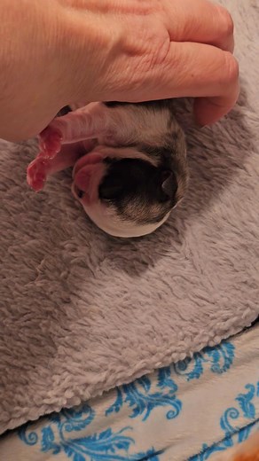 Feeding time, and they know it! 😁😍 | P & C Pugs 2