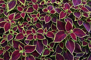 Coleus Wizard Scarlet Seeds: Vibrant Red Foliage, Shade-loving Annual - Etsy