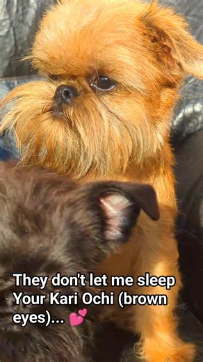 ❤ Donatello Kari Ochi ❤ with his beautiful brown eyes (kari ochi). Details in PM 🤗 #BrusselsGriffon, #GriffonBruxellois, #GriffonBruxelloisDog, #PetitBrabancon, #PetitBrabanconDog, #GriffonDog, #BrusselsGriffonLovers | Kari Ochi Griffons Aleksei