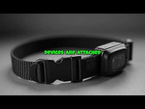 Debunking Pet GPS Myths: Separating Fact from Fiction