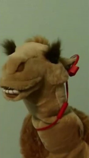 sml :camile the camel