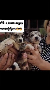 ဟုတ်ဘာဘီလို့ | Robert Heimer