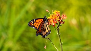 Monarch, Butterfly, Wings
