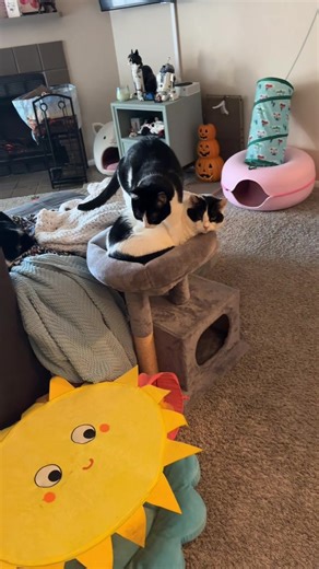 Smooja would like to cuddle #cat #tuxedocat #pet | cat