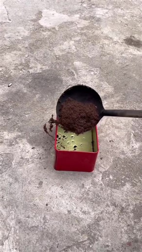How to Get Rid of Red Ants Outdoors