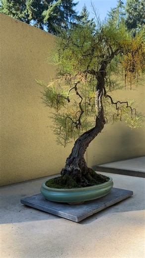 The Tamarisk is /just/ starting to turn golden 💛 for autumn. Tamarix parviflora; Date of origin: c 1986; In training since 1986; Donated by Richard Ota. #tamariskbonsai #bonsai #bonsaiart #thingstodoseattle #seattleweekend #seattlemuseum #federalwaywa #seattlehiddengems #tacomagardens #federalwaywashington #autumnvibes | Pacific Bonsai Museum