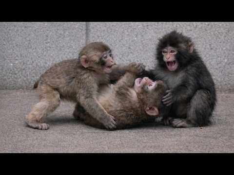 Baby Monkey Punch Is Finally Playing With Friends & He Can't Stop Smiling 🐒🇯🇵