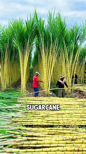 Rock sugar slowly crystallized from fresh sugarcane juice | Best News