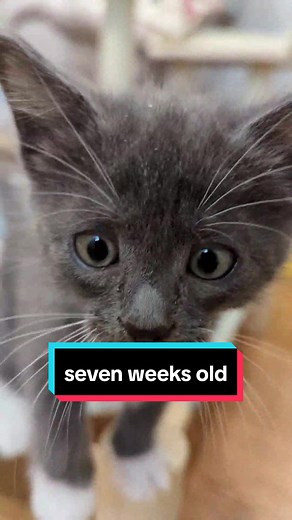 Michael Sheldrake on TikTok