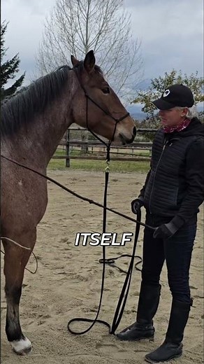 Horse Training: Mastering the Whip's Nuance & Guidance #shorts