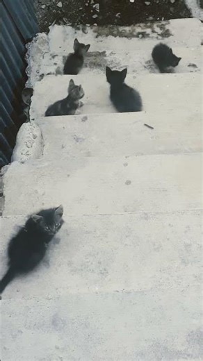 Hiji Dua Tilu Opat Lima Nu Genepna Tos Kabur 🤣 #cat #imut