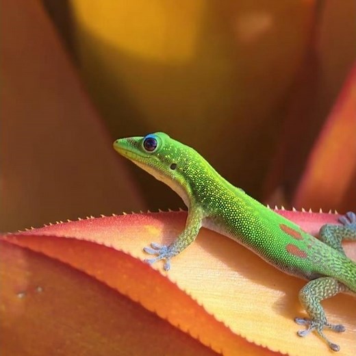 Gold Dust Day Gecko 🌈 Hawaii John