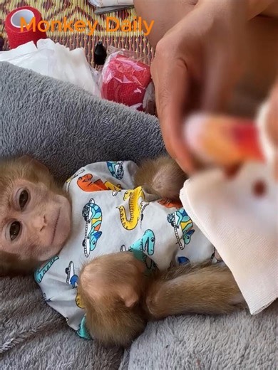 Well-behaved baby monkey let dad cleaning the wound