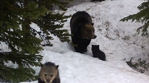 WATCH: Camera captures Idaho grizzly bear and her cubs emerging from den