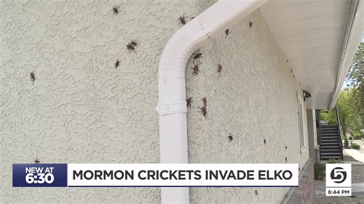 Millions of Mormon crickets invade Elko, Nevada
