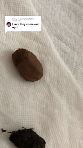 Lunar Moth Emergence: Amazing Cocoon Transformation