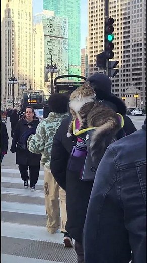 Cat Backpack | Chicago