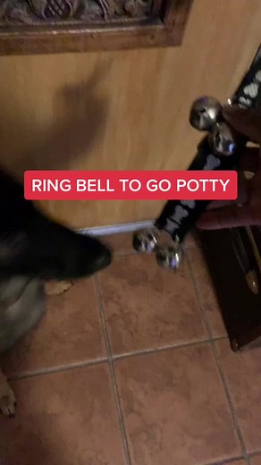 Train Your Dog to Ring a Bell for Potty Time!