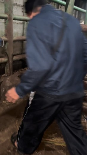 Big bull brahman #sapi #sapiviral #edukasiternak #feedlot #rph | Dadung Sapi