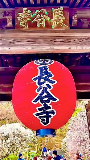 【神奈川県】「鎌倉 長谷寺」花の寺と親しまれ、6月頃見頃のアジサイは有名。卍池、千年地蔵など見所が多い寺。外国人観光客にも人気。#長谷寺 #鎌倉 #あじさい #花の寺 #鎌倉観光 #はせでら